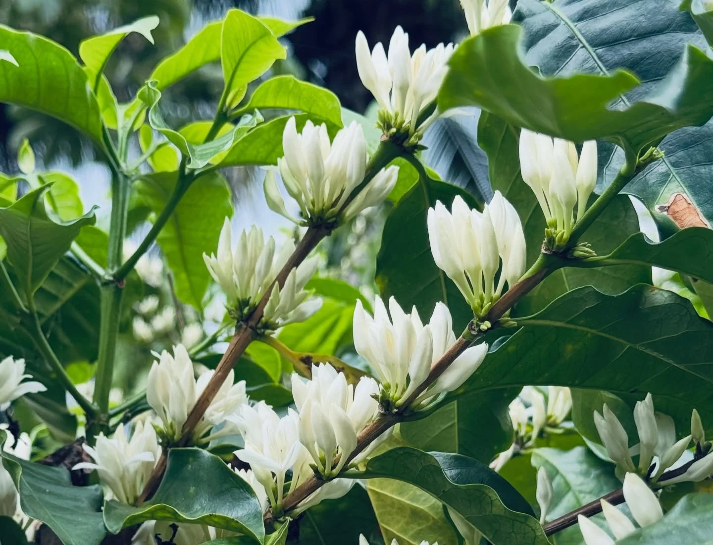 Coffee blossoms