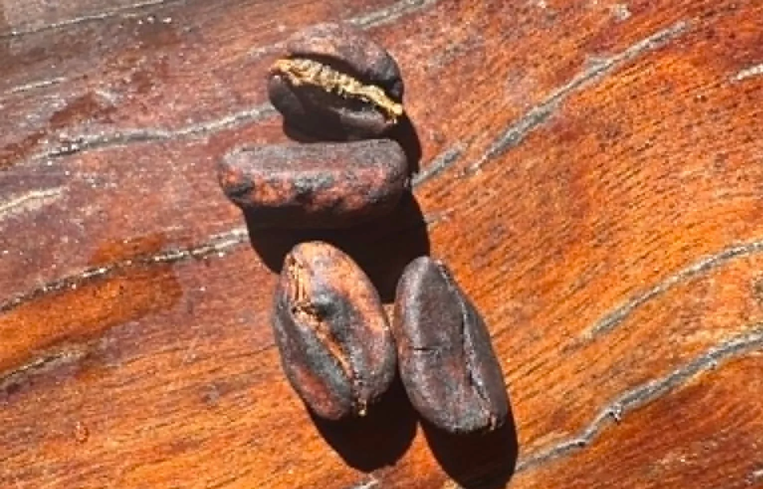 Our roasted coffee beans