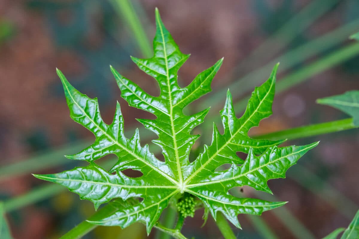 A chaya leaf