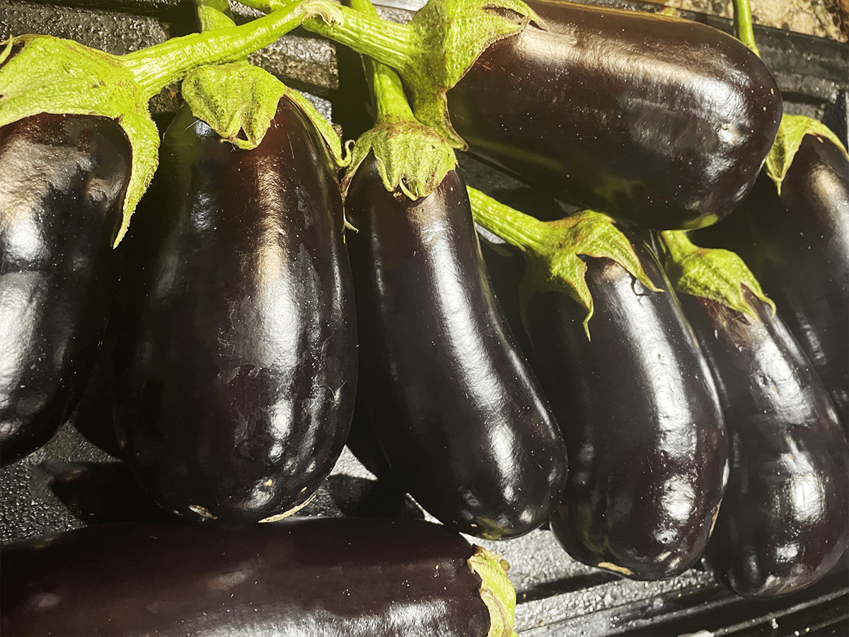 Pile of ITalian egglants