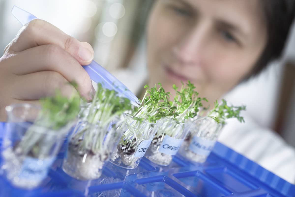 Close-up of a scientist or technician picking a cress sprout from a test jar for analysis.