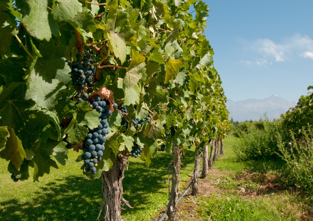 Lush vineyards under the blue sky in Mendoza, Argentina