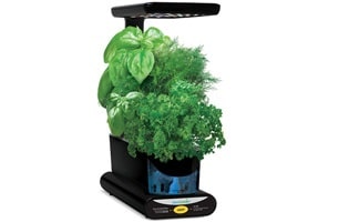 Miniature green plant growing in a Miracle-Gro AeroGarden Sprout Plus.