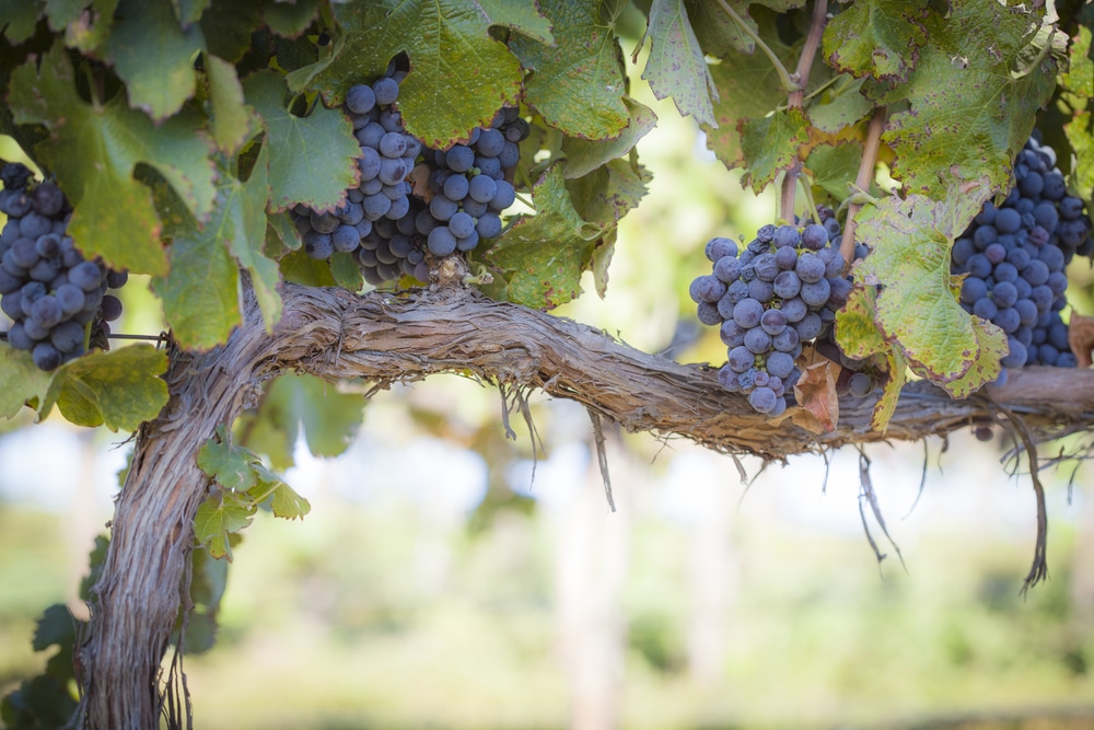Close-up of ripe wine grapes on a vine in a vineyard.