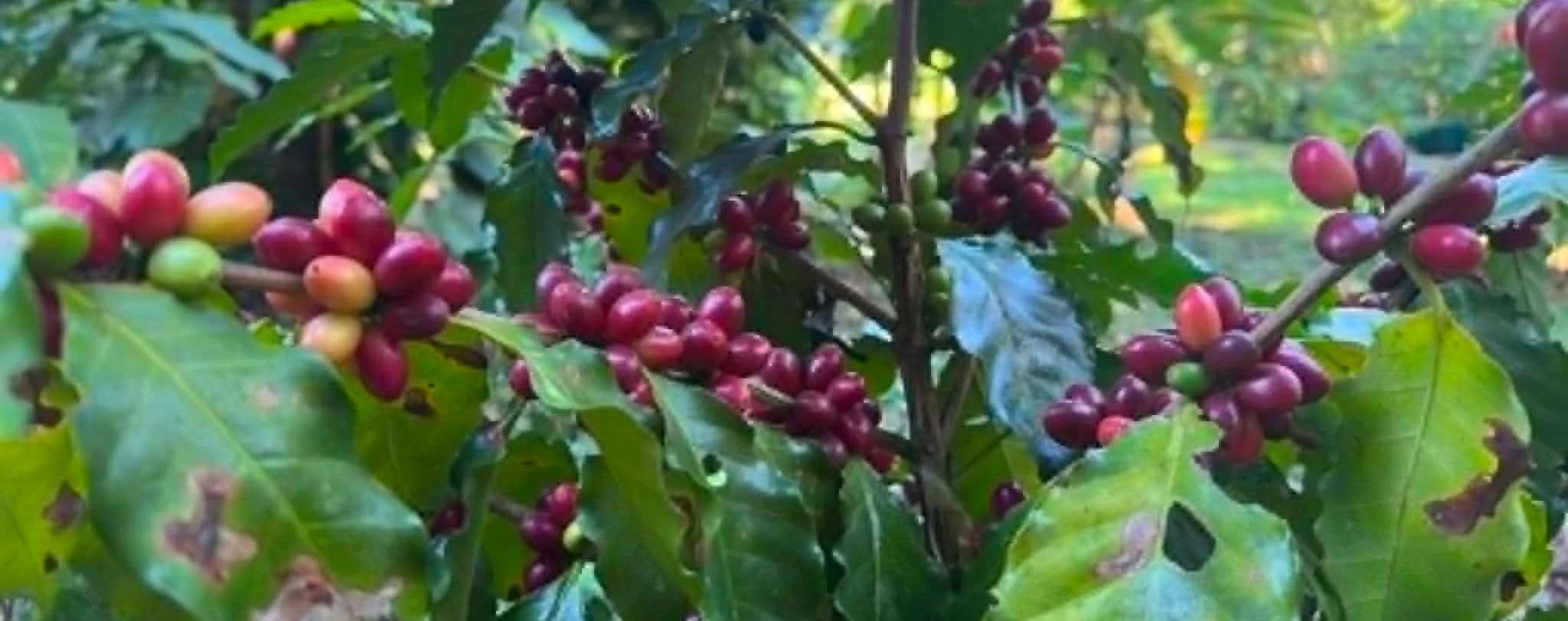 Our coffee fruit