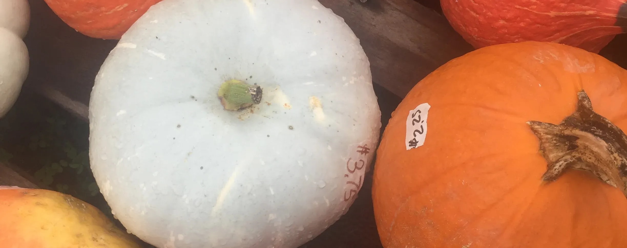 A white and orange pumpkin