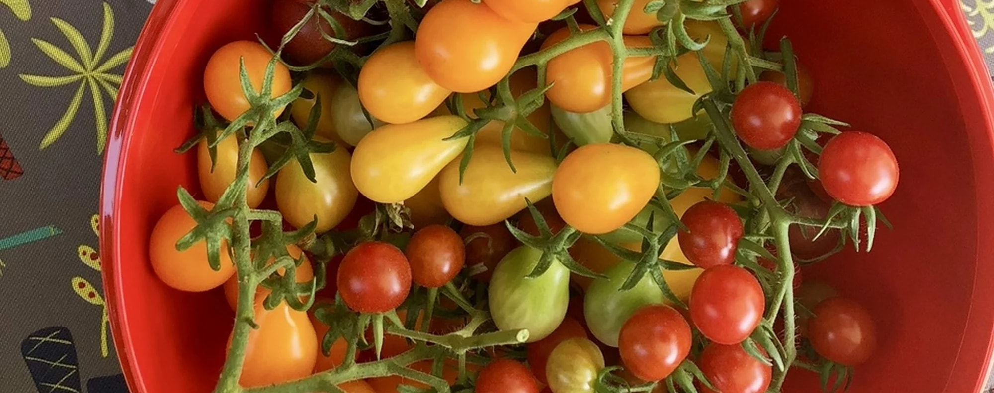 Fresh red, yellow, orange and green cherry tomatoes on the vine in a bright red bowl, ready for homemade Italian tomato sauce.