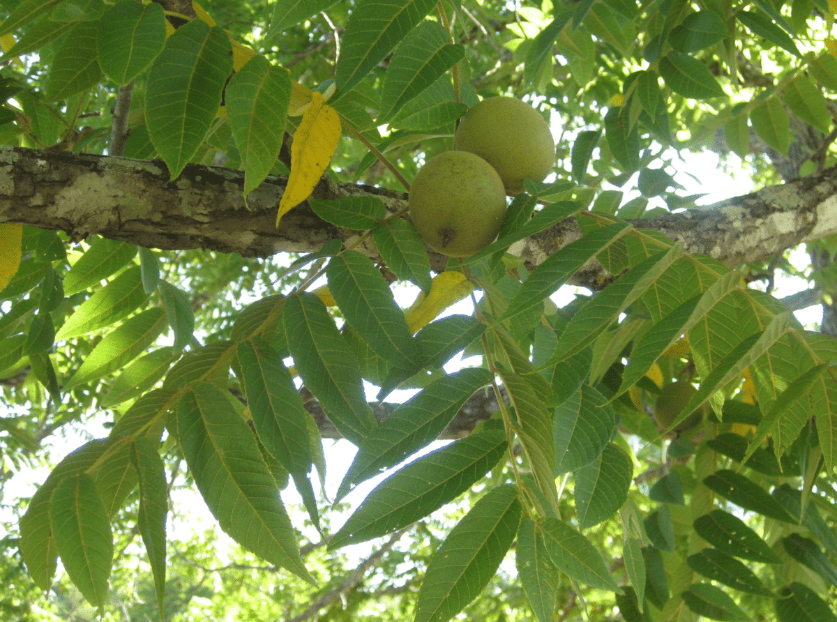 Black Walnuts Now Forager Picture 1 Issue 18 From Texas to Minnesota