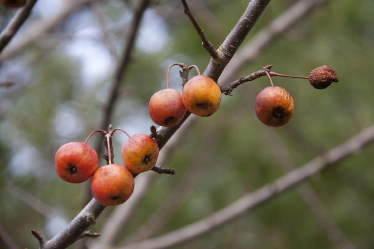 Crab apples