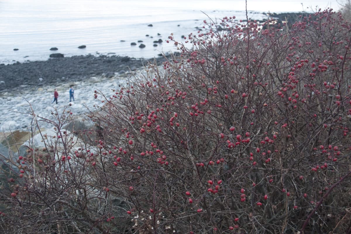 Beach-side Rose Hips.