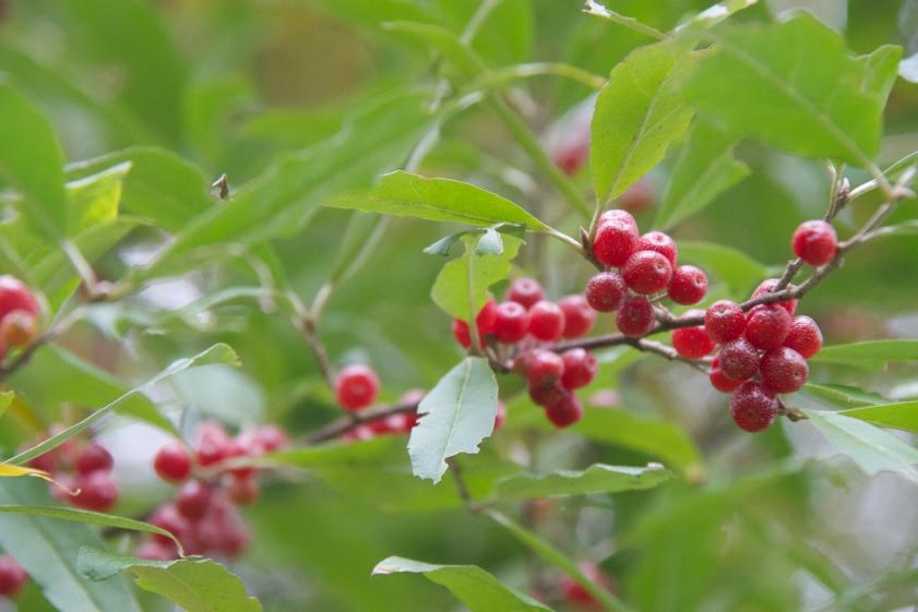 Silverberry, ready to harvest.